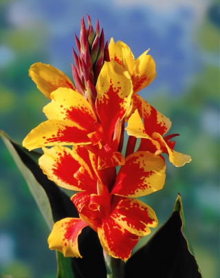 Kanna żółto-czerwona - Yellow-Red