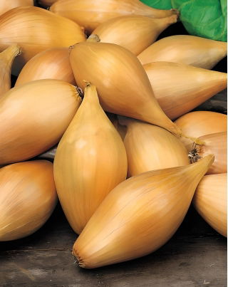 Cebula dymka - Zebrune - szalotka - 5 kg