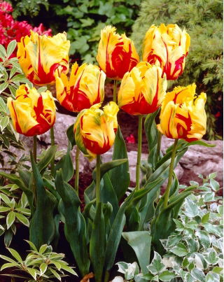 Tulipan Texas Flame - 5 szt.