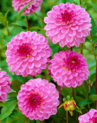 Dalia - Lenny's Dream - GIGA paczka! - 50 szt.