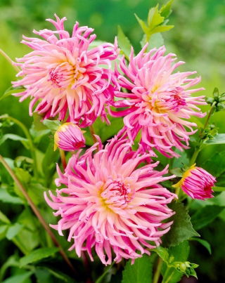 Dalia - Star's Favourite - GIGA paczka! - 50 szt.