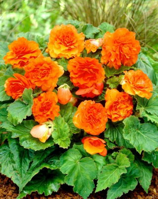 Begonia Non Stop - pomarańczowa - GIGA paczka! - 100 szt.