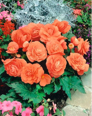 Begonia pełna - łososiowa - GIGA paczka! - 100 szt.