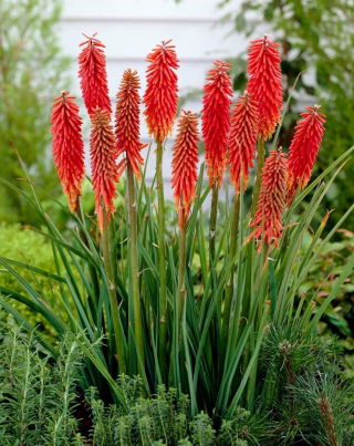 Kniphofia czerwona - Nancy Red - GIGA paczka! - 50 szt.