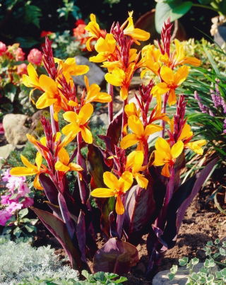 Kanna - Sémaphore - GIGA paczka! - 50 szt.