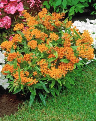 Trojeść bulwiasta - Tuberosa - sadzonka - GIGA paczka! - 50 szt.