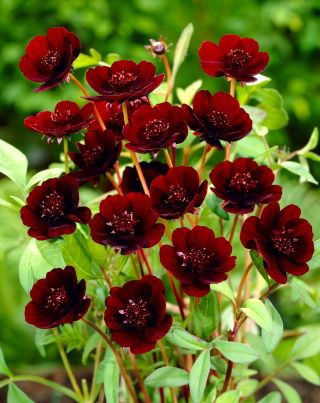 Kosmos czekoladowy - Atrosanguineus - GIGA paczka! - 50 szt.