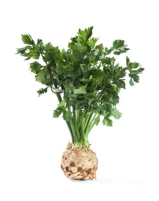 Seler korzeniowy Zagłoba - biały i aromatyczny