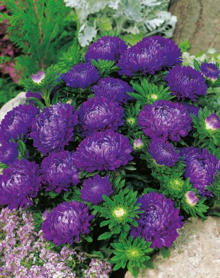 Aster - Milady Deep Blue