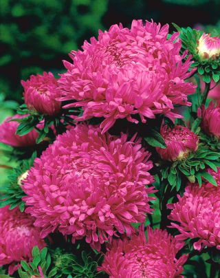 Aster peoniowy Ofelia