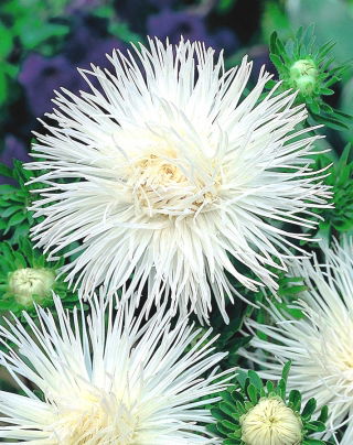 Aster igiełkowy Angora - biały