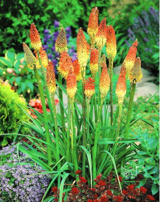 Kniphofia uvaria - sadzonka