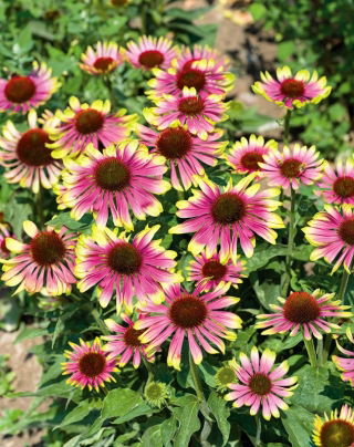 Jeżówka różowo-zielona - Green Twister