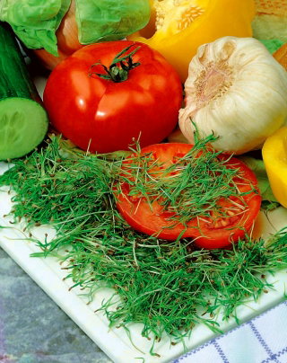 Microgreens - Koper - młode listki o unikalnym smaku - 1 kg