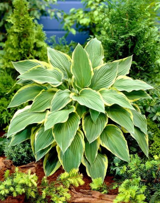 Funkia - Hosta Yellow River - duża paczka! - 10 szt.