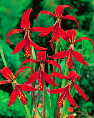 Sprekelia czerwona - Sprekelia Formosissima - głęboka czerwień - duża paczka! - 10 szt.