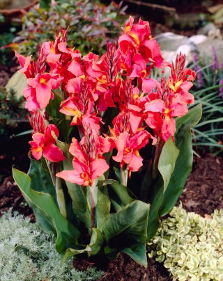 Kanna - Orchid - GIGA paczka! - 50 szt.