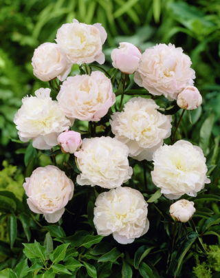 Piwonia, Paeonia - Shirley Temple - sadzonka - duża paczka! - 10 szt.