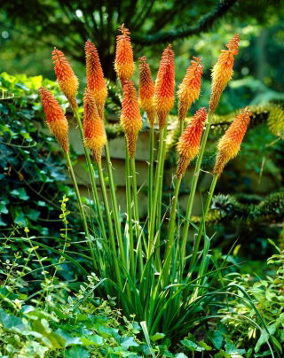 Kniphofia uvaria - sadzonka