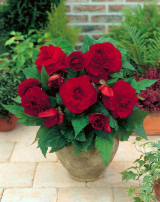 Begonia pełna - ciemnoczerwona - duża paczka! - 20 szt.