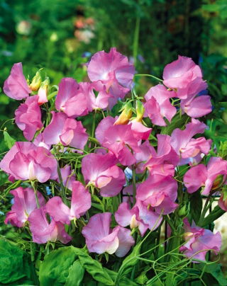 Groszek pachnący Gwendoline