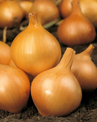 Cebula Wolska - 100 gram