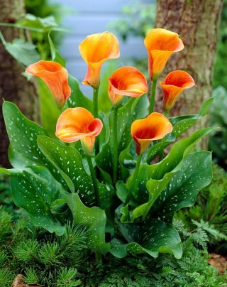 Calla Hot Shot - cebulka XXL - GIGA paczka! - 50 szt.