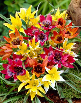 Zestaw - Tulipan Tarda, Tulipan Little Beauty i Tulipan Little Princess -15 szt.