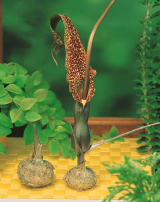 Arum Cornutum - Lilia Voodoo - oryginał w rozmiarze XL - GIGA paczka! - 50 szt.