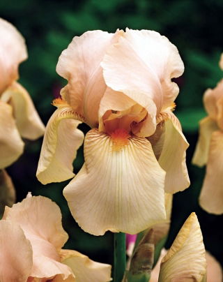 Kosaciec, Irys - Nel Jape - GIGA paczka! - 50 szt.