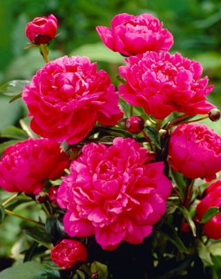 Piwonia, Paeonia - Kansas - sadzonka - GIGA paczka! - 50 szt.