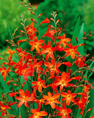 Krokosmia Carmine Brilliant - pomarańczowo-żółta - GIGA paczka! - 500 szt.