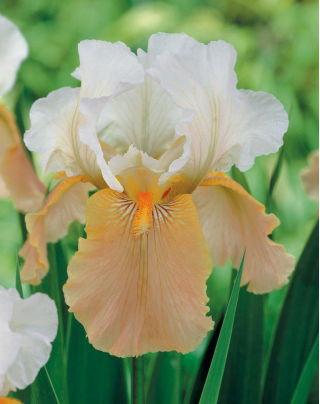 Kosaciec, Irys - Biało-łososiowy - Festive Skirt - duża paczka! - 10 szt.