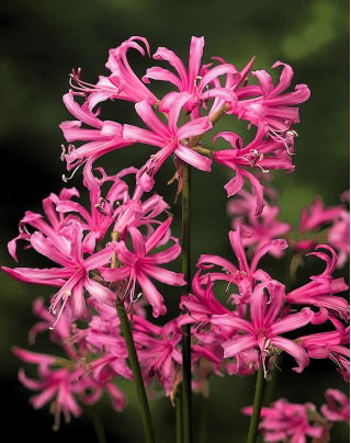 Nerine Bowdenii - GIGA paczka! - 50 szt.