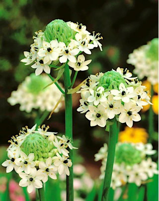 Śniedek Saundersa - Ornithogalum saundersiae - GIGA paczka! - 50 szt.