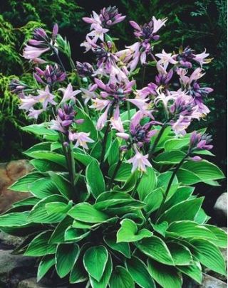 Funkia - Hosta Fortunei Francee