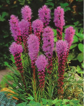 Liatra kłosowa purpurowa - Liatris Spicata Purple - 10 szt.