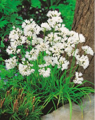 Czosnek neapolitański - Allium neapolitanum - 20 szt.