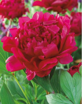 Piwonia, Paeonia - Felix Crouse - sadzonka