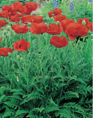 Mak wschodni - Papaver orientale - 1 szt.