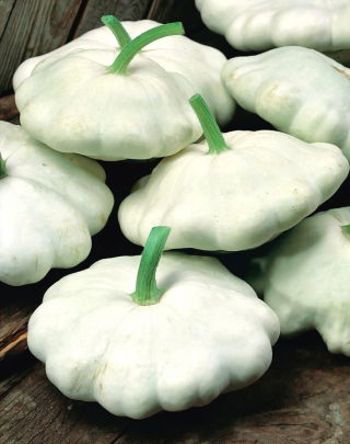 Patison Custard White