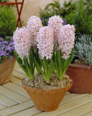 Hiacynt China Pink - op. 3 szt.
