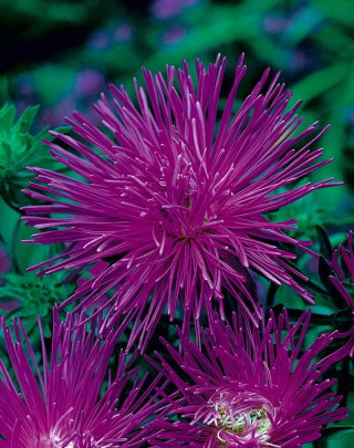 Aster igiełkowy Impresja