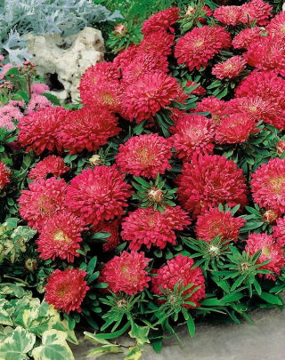 Aster karłowy Zwodnik