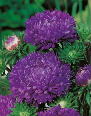 Aster peoniowy - fioletowy