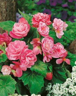 Begonia - Camellia - różowo-biała - 2 szt.