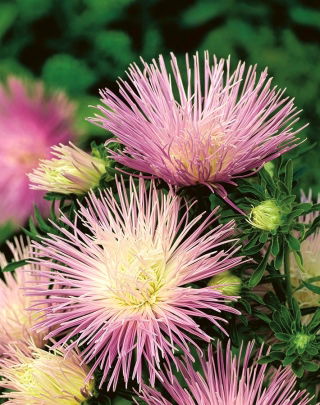 Aster igiełkowy Rapsodia - jasnofiołkowy