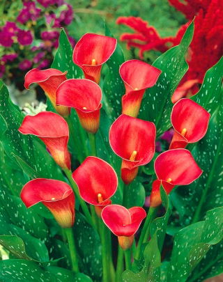 Calla czerwona - Red