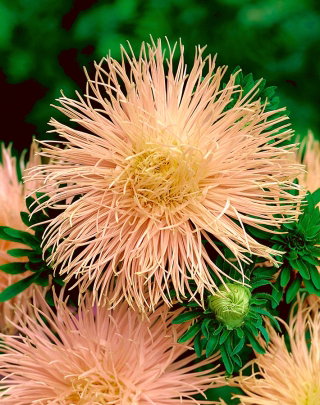 Aster igiełkowy Ewa