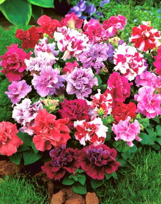 Petunia ogrodowa Polka F2 - o kwiatach pełnych